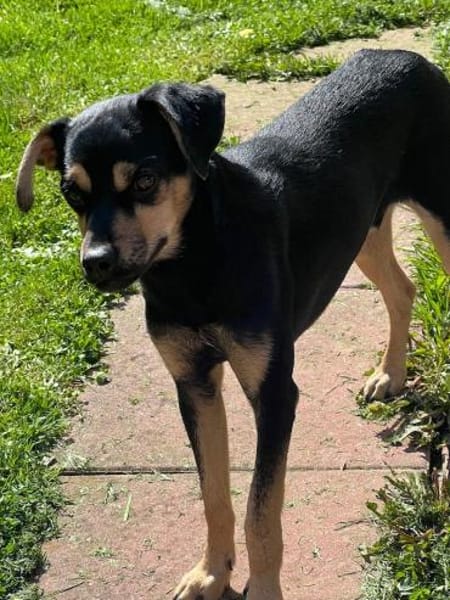 Phil, geb. ca. 12/2024, 53879 Euskirchen