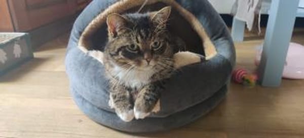 Einzelprinz Gimli sucht sein Königreich