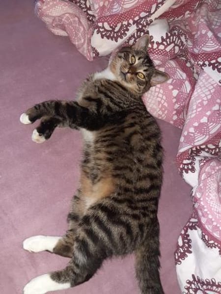 Einzelprinz Gimli sucht sein Königreich