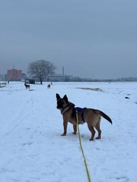 DEX -kleines Energiebündel-