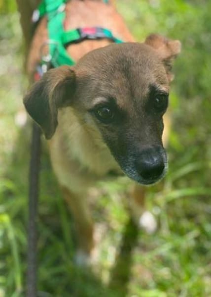 CHARLIE * zauberhaftes Wesen