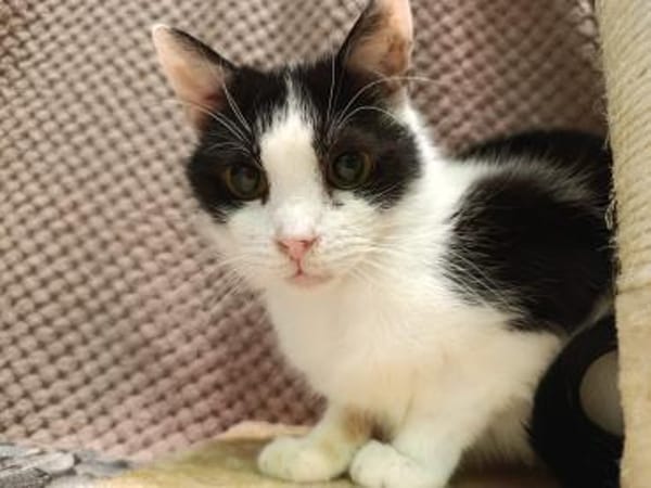 Zuhause gesucht für Shreder