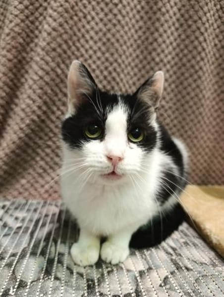 Zuhause gesucht für Shreder