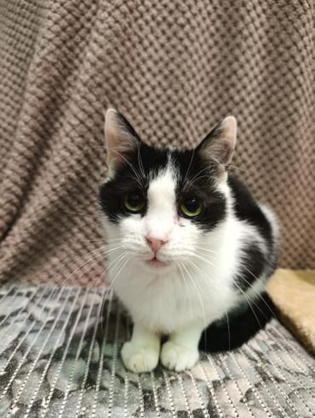 Zuhause gesucht für Shreder