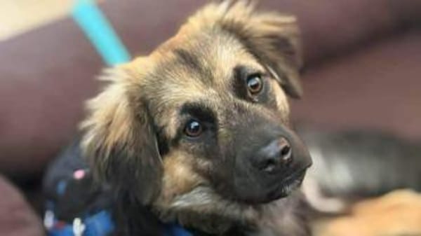 CAROL -Anhänglicher, kleiner Wirbelwind-