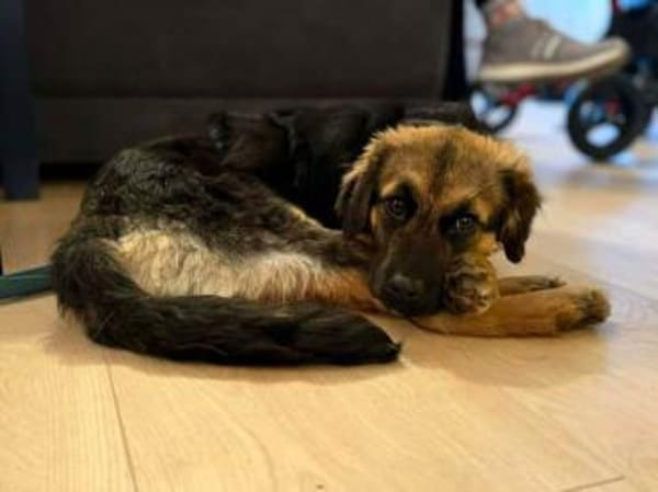 CAROL -Anhänglicher, kleiner Wirbelwind-