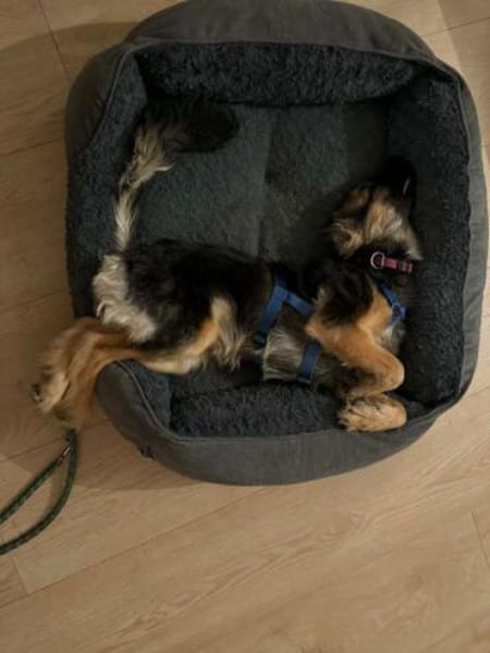 CAROL -Anhänglicher, kleiner Wirbelwind-