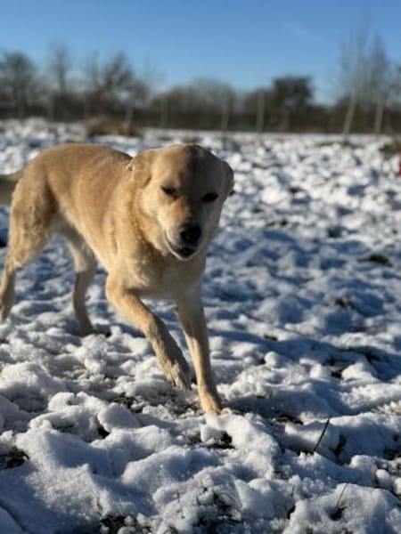 Peewee sucht ruhige Menschen