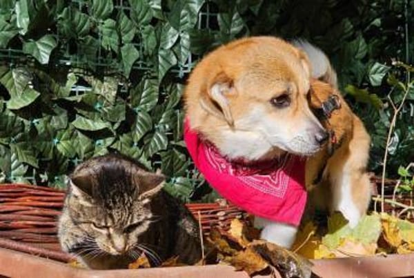 Rüde Noki sucht ein Zuhause