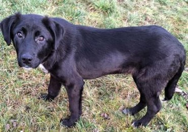 JIRI -Gute-Laune-Familien-Junghund