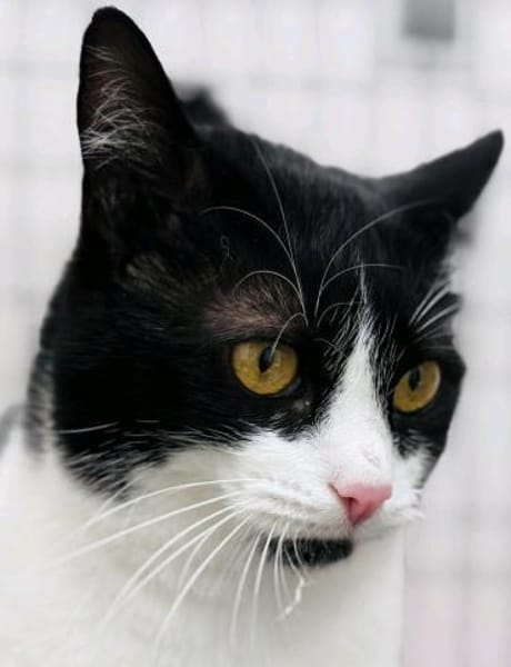 Diva Klara sucht ihr Zuhause 76337