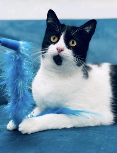 Diva Klara sucht ihr Zuhause 76337