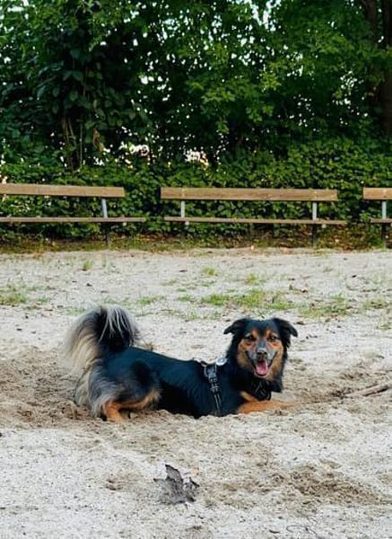 Murphy, Charmeur sucht neue Bleibe