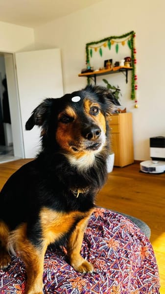 Murphy, Charmeur sucht neue Bleibe