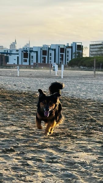 Murphy, Charmeur sucht neue Bleibe