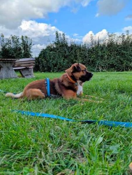 MUSTI * sportlicher Wanderbegleiter