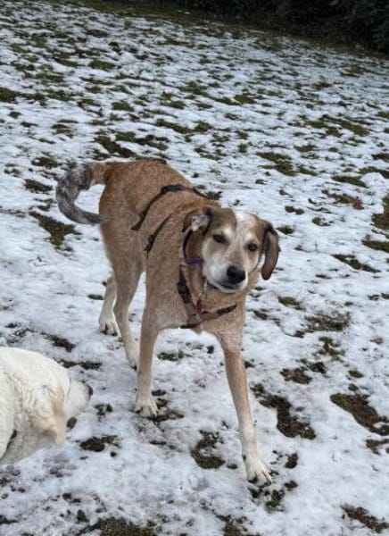 AFRICA - eine absolute Traumhündin!!!