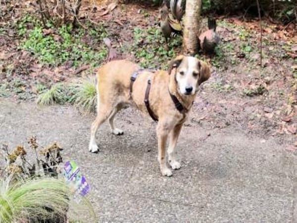 AFRICA - eine absolute Traumhündin!!!