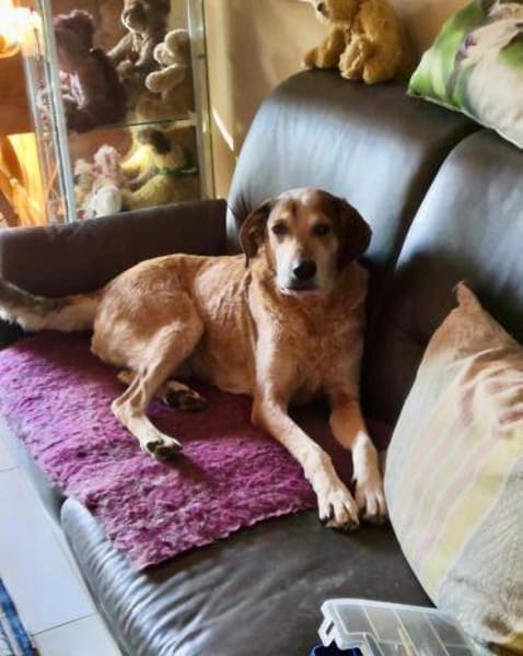 AFRICA - eine absolute Traumhündin!!!