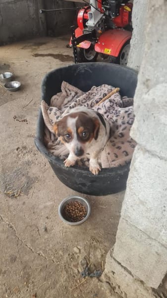 Süßer Yoshi wartet auf Dich