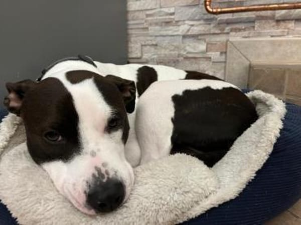 liebe Hündin sucht konsequente Familie