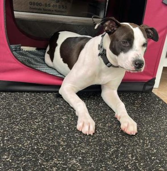 liebe Hündin sucht konsequente Familie