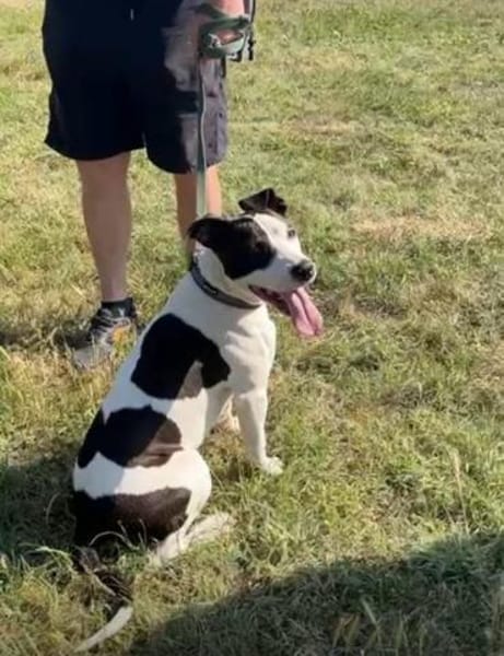 liebe Hündin sucht konsequente Familie