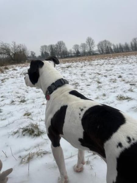 liebe Hündin sucht konsequente Familie