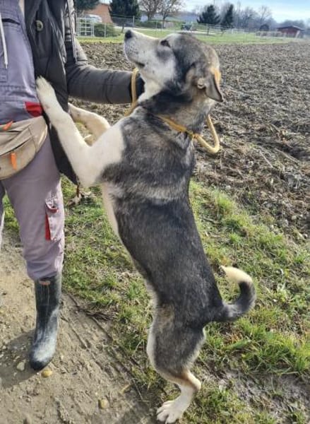 Sylt ein besonderer Husky