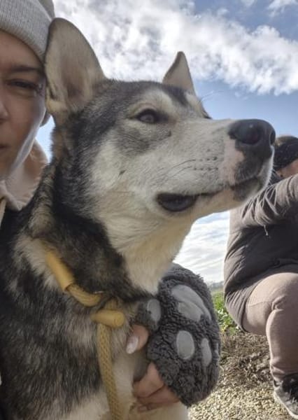 Sylt ein besonderer Husky
