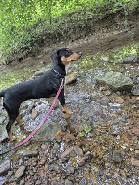 💕Maya💕 sucht sportliches Zuhause