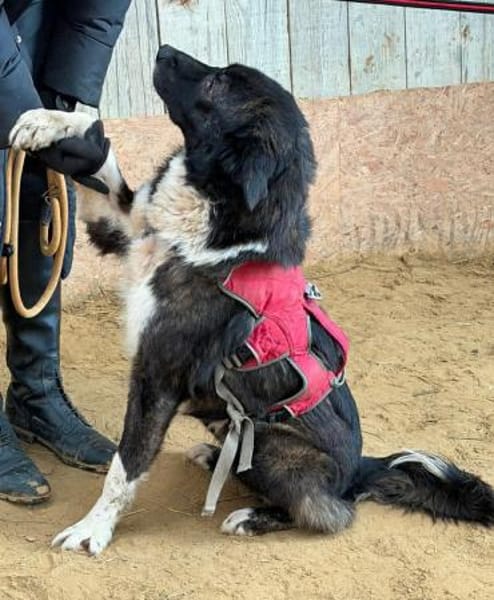 RONJA auf PS in 50... Kerpen