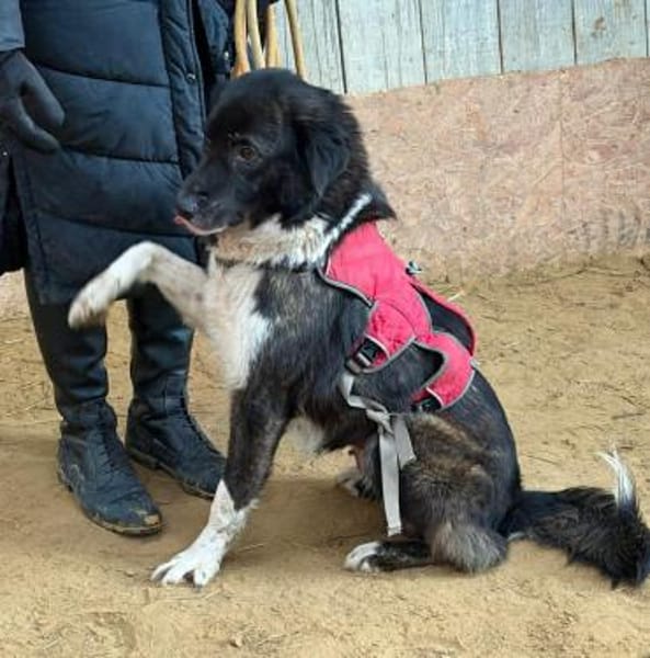 RONJA auf PS in 50... Kerpen