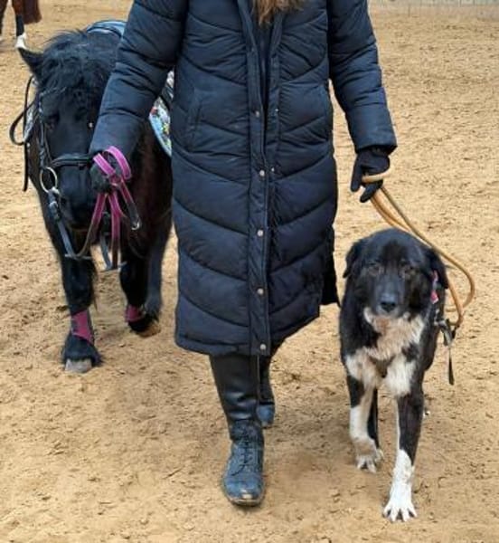 RONJA auf PS in 50... Kerpen