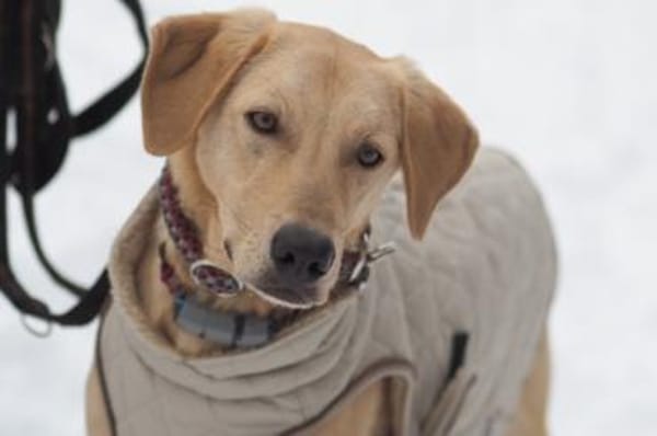 Lino - wartet in 33154 Salzkotten