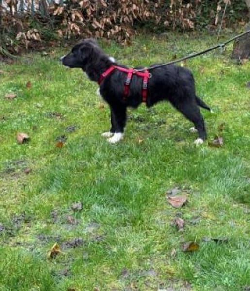 Kleine,liebe Rosalie braucht ihr zu Haus