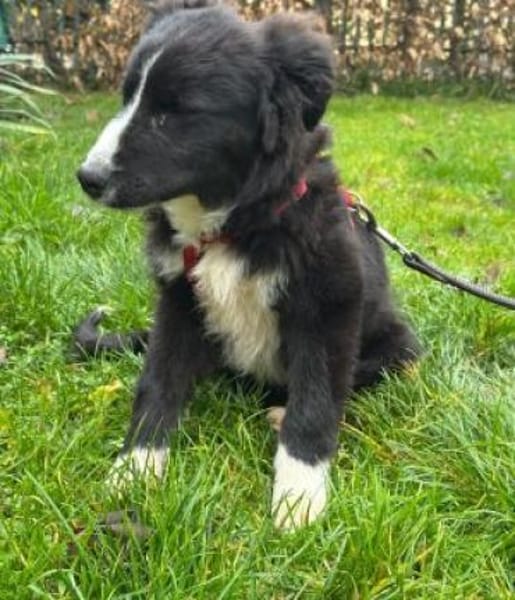 Kleine,liebe Rosalie braucht ihr zu Haus