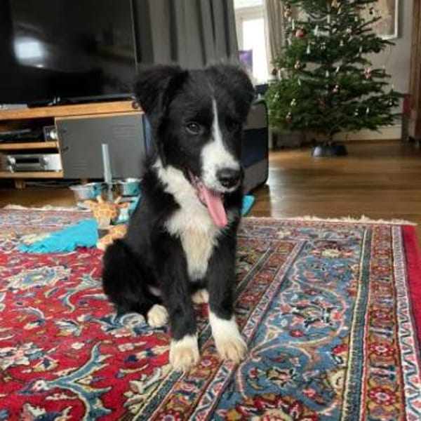 Kleine,liebe Rosalie braucht ihr zu Haus