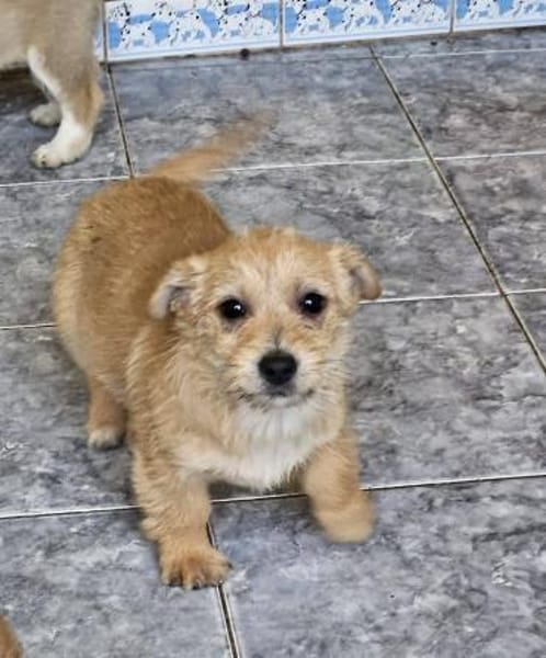 Kleine verspielte Lola sucht Familie