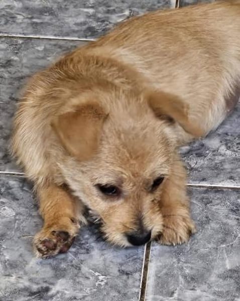 Kleine verspielte Lola sucht Familie