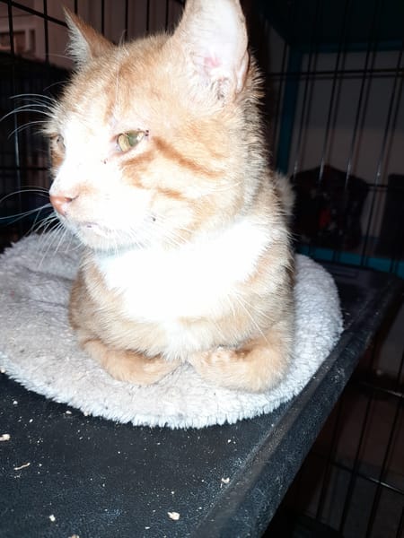 Aladin chat adulte  roux