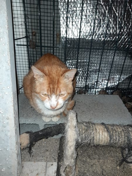 Aladin chat adulte  roux