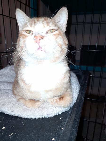 Aladin chat adulte  roux