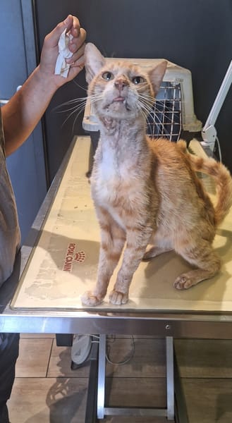 Aladin chat adulte  roux