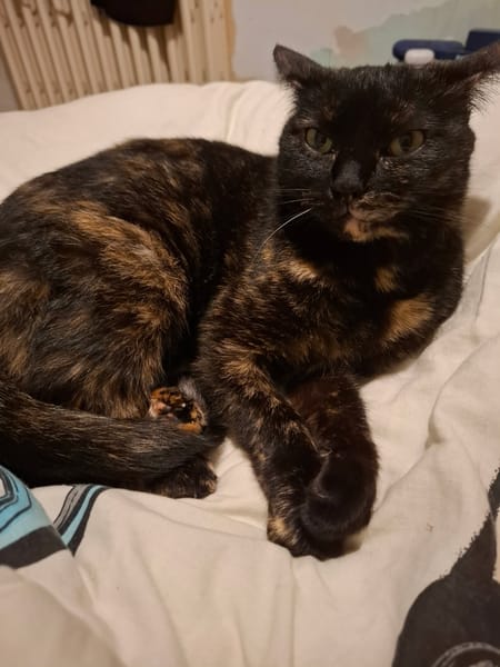 GOJIRA chatte ecaille de tortue