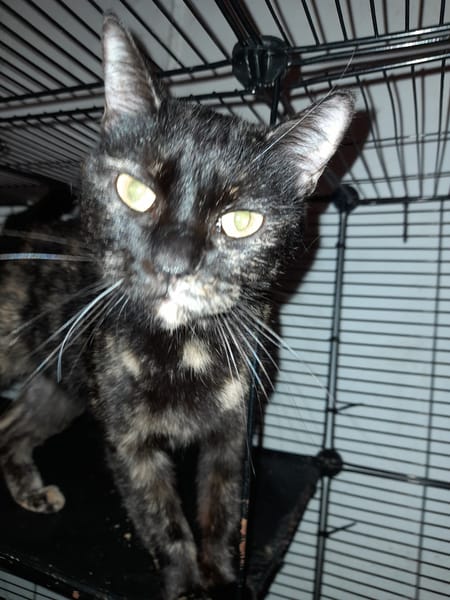 GOJIRA chatte ecaille de tortue