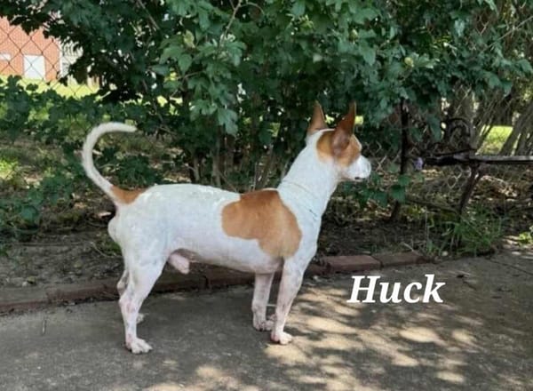Huck