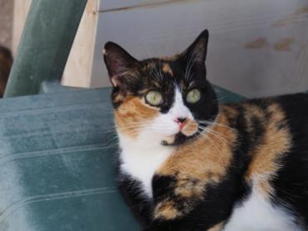 Hübsche, liebe Katze Wanda