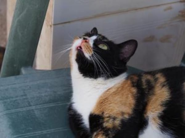 Hübsche, liebe Katze Wanda