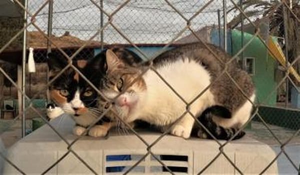 Hübsche, liebe Katze Wanda